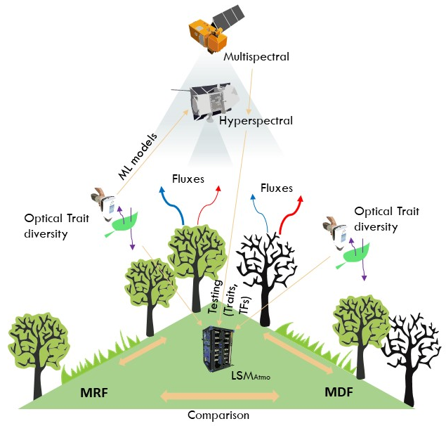 Remote Sensing concept to parameterize and validate LSMAtmo for the Mauntain rain (MRF) and dry (MDF) forests. 