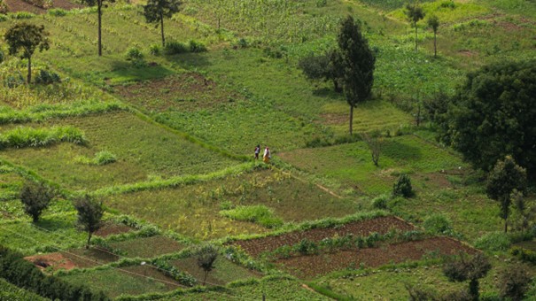 Die Wirtschaft Kenias ist erheblich durch die Agrarproduktion geprägt. Kleinbäuerliche Strukturen sind dabei zentral für die lokale Ernährungssicherheit (Photo: S. Egli). 