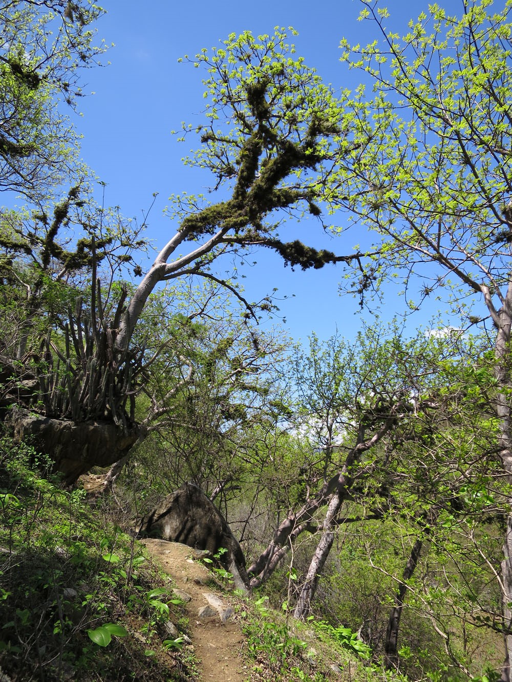 Dry forest vegetation in the Laipuna Reserve
